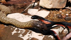 Clip: Rắn đen đốm liên tục tiêm nọc độc, tiễn rắn đen bụng đỏ về cõi chết