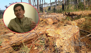 Chủ tịch xã nhận 350 triệu đồng 'bảo kê' phá rừng thông cộng đồng ở Đắk Nông