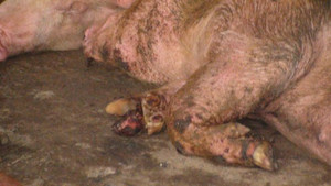 Phát hiện heo lở mồm long móng trong lò mổ ở Cà Mau