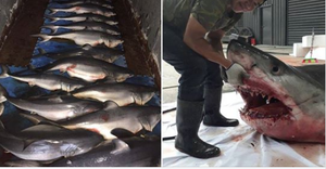 Mổ bụng cá mập trắng, đau lòng khi thấy 14 cá mập con bên trong