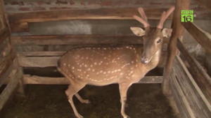 Nuôi hươu sao lấy nhung cho thu nhập 'khủng' không ngờ