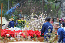 Ảnh: 40.000 cành hoa anh đào chuyển từ Nhật Bản tới Hà Nội