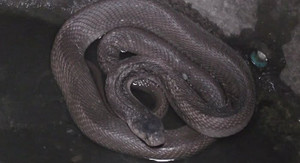 Chục con rắn hổ mang 'rủ' trăn gấm lẻn vào nhà dân, nằm điều hòa tránh nóng