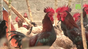 Nuôi gà mía thu tiền tỷ mỗi năm