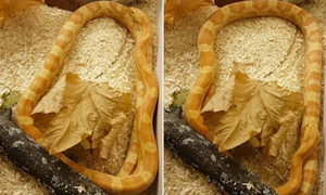 Clip: Phớt lờ bạn tình, rắn đực chỉ mải mê đuổi theo đuôi mình