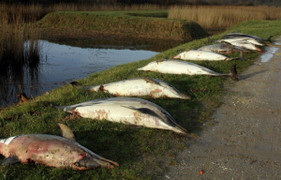 Hơn 1.000 con cá heo chết bí ẩn, trôi dạt vào bờ biển