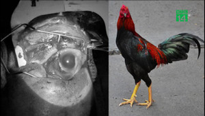 Cho gà ăn, cụ bà Quảng Bình bị gà mổ vỡ nhãn cầu