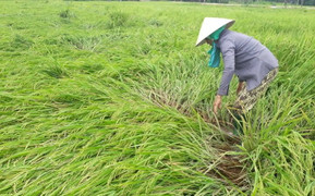 Mưa lớn kèm lốc xoáy băm nát 200 ha lúa của nông dân Quảng Nam