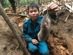 Kỳ thú chuyện săn lùng loài chuột khổng lồ trong rừng phía tây Yên Tử