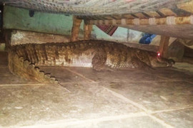 Hoảng hồn cá sấu mang thai nằm dưới gầm giường chờ sinh nở