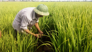 Chuyện lạ ở Hải Dương: Lôi nhau ra tòa vì bẫy chuột không chết