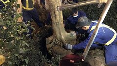 Hà Nội lên tiếng trước thắc mắc lý do chặt hàng trăm cây phượng trong đêm