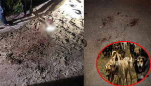 Bé trai 7 tuổi bị đàn chó dữ cắn chết: Chủ nhà nuôi chó để bán thịt