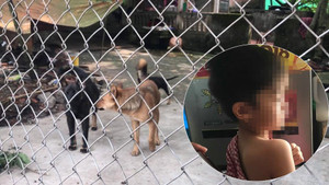 Bé trai 7 tuổi bị đàn chó dữ cắn chết: Một bé trai may mắn thoát chết ít ngày trước đó