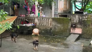 Bé 7 tuổi tử vong vì bị chó cắn: Chủ đàn chó sẽ bị xử lý thế nào?