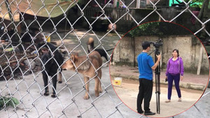 Bé trai 7 tuổi bị chó dữ cắn chết: Chủ đàn chó cầm mảnh vỡ uy hiếp phóng viên tác nghiệp