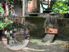 Công an bắt nhốt xong đàn chó cắn bé trai 7 tuổi thiệt mạng ở Hưng Yên