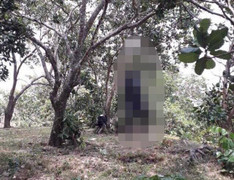 Thi thể người đàn ông đang phân hủy tại vườn điều ở Lâm Đồng