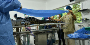 Báo đốm mẹ ăn thịt con non đầu tiên ra đời bằng thụ tinh nhân tạo