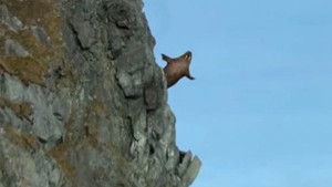 Hải mã phi thân từ vách đá cao chót vót rồi chết thảm - cảnh báo sức tàn phá khủng khiếp của biến đổi khí hậu