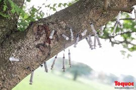 Con nghiện mắc màn ngủ trong nghĩa địa, cắm bơm kim tiêm vắt vẻo trên cây