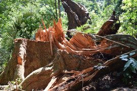 Thêm một khu rừng phòng hộ ở Quảng Nam bị ‘xẻ thịt’