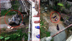 Tai nạn hy hữu xe tải chở trâu lao xuống suối, cả người và trâu cùng thương vong