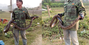 Thực hư người đàn ông Sơn La tay không bắt được rắn hổ mang khổng lồ dài hơn 2m, nặng 10kg