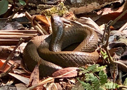 Dựng tóc gáy vào khu rừng lúc nhúc rắn độc trên dãy Hoàng Liên Sơn