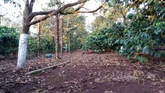 Hàng loạt cây sầu riêng bị đầu độc ở Đắk Lắk