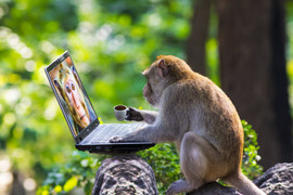 Cấy gen người vào não khỉ gây tranh cãi, nhà khoa học Trung Quốc nói gì?