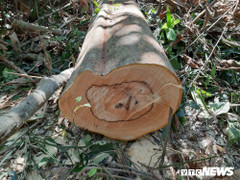 Khởi tố vụ phá rừng phòng hộ Sông Tranh ở Quảng Nam