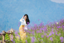 Cả đồi hoa tím đẹp ngỡ ngàng ở Fansipan, cần gì đi châu Âu ngắm lavender?