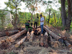 Phát hiện xưởng chứa gỗ lậu 'khủng' ở Đắk Lắk