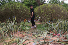 Ảnh: Du khách hả hê giẫm đạp không thương tiếc hàng cây xanh tại lễ hội Đền Hùng