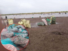 Hàng trăm người lao vào 'cướp' ngao ở Nam Định: UBND xã phát loa cho phép dân tự do khai thác