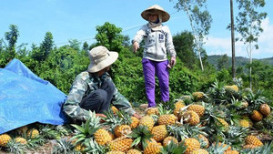 Dứa rớt giá khiến nông dân khốn đốn, nợ nần