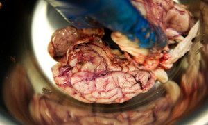 Nhà nghiên cứu ‘khởi động lại’ não lợn sau khi con vật đã chết