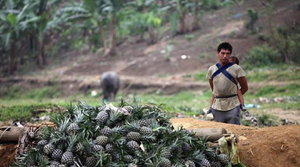 Thông tin hàng tấn dứa bị người dân vứt cho trâu, bò ăn là bịa đặt