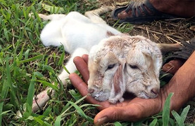 Video: Kỳ lạ dê con mới sinh có 2 đầu ở miền Tây