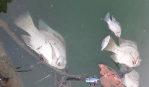 Khẩn trương xác minh nguyên nhân nước đổi màu xanh, cá nổ mắt chết phơi bụng ở Đà Nẵng