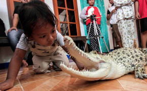 Bé gái 3 tuổi ngủ chung với cá sấu, chơi với trăn và bọ cạp