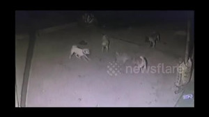 Đàn chó liều chết hiệp lực tấn công, cắn xé rắn hổ mang để bảo vệ chủ