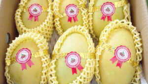 Lô xoài cát đầu tiên của Việt Nam đã đến Mỹ