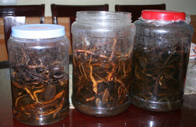 Lạng Sơn: 2 người ngộ độc do uống rượu ngâm cây thuốc phiện