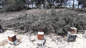 Hơn 3 ha rừng phòng hộ tại Đà Nẵng bị xới tung