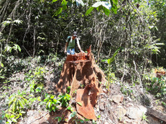 'Xẻ thịt' rừng Quảng Nam: Truy tìm lâm tặc, truy cứu trách nhiệm hạt kiểm lâm