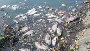 Cá tiếp tục chết trắng bên cạnh trạm xử lý nước thải tại Đà Nẵng