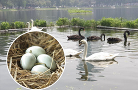 Cận cảnh đàn Thiên Nga đẻ trứng ở Hồ Thiền Quang