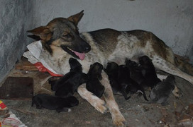 Bé trai 4 tuổi ở Hà Nam bị chó nuôi cắn nát mặt